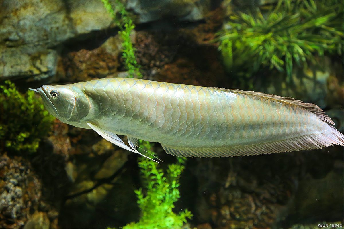 家里養銀龍魚好還是招財好