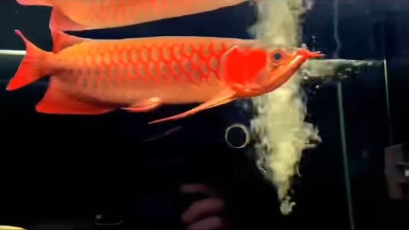 紅龍魚價(jià)格多少錢一只圖片大全