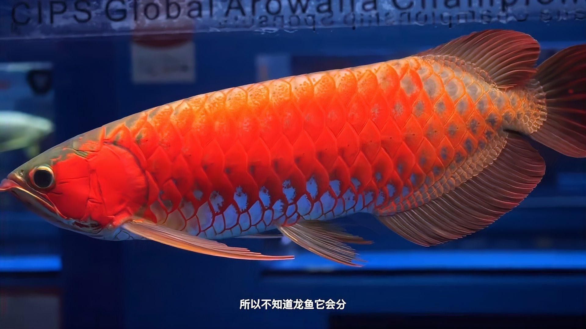 紅龍魚價(jià)格多少錢一只圖片大全