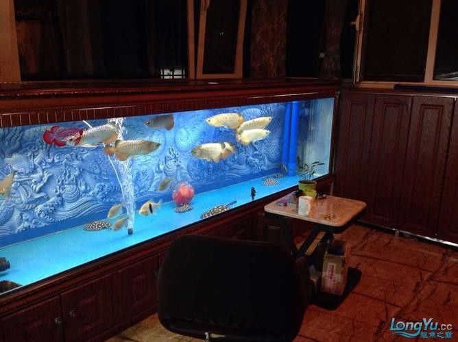 龍魚混養魚推薦圖片欣賞大全