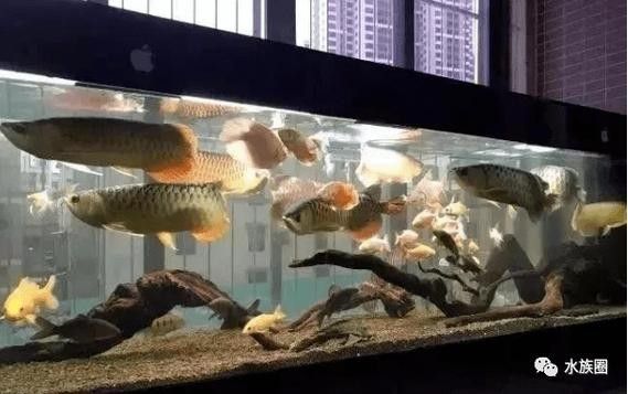 龍魚混養魚推薦圖片欣賞大全