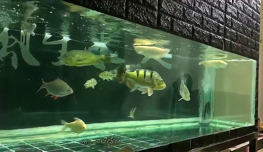 龍魚混養魚推薦圖片欣賞大全