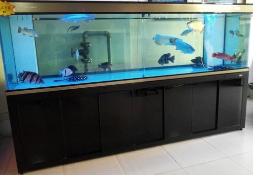 龍魚混養魚推薦圖片欣賞大全