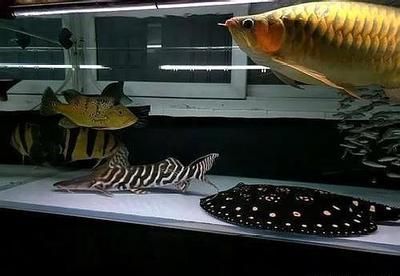 龍魚和什么魚養(yǎng)在一塊最好，如何選擇適合龍魚的共生魚類？