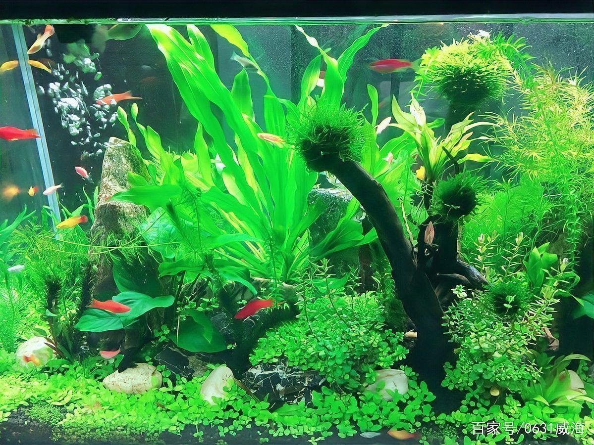 觀賞魚色彩形成原因