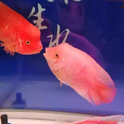 觀賞魚色彩形成原因