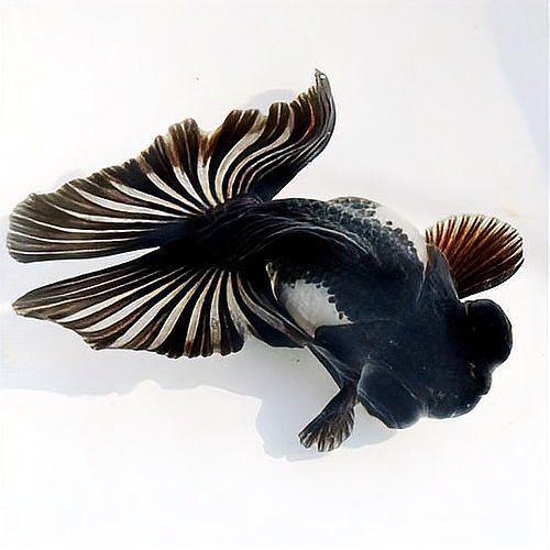 觀賞魚色彩形成原因