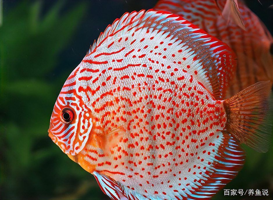 觀賞魚色彩形成原因