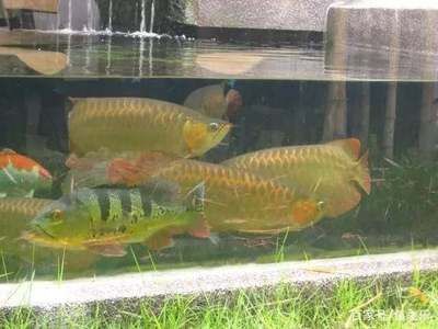養紅龍用什么魚缸：紅龍魚養紅龍魚用什么魚缸養紅龍魚用什么顏色底板