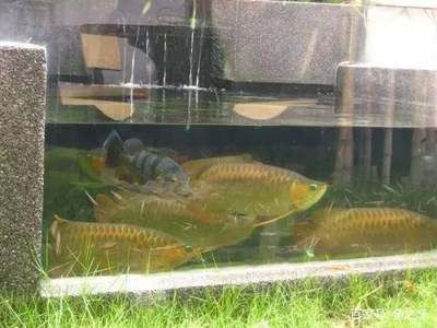 養紅龍用什么魚缸：紅龍魚養紅龍魚用什么魚缸養紅龍魚用什么顏色底板