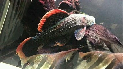 女王大帆魚苗批發：女王大帆魚苗批發可以通過多種途徑進行多種途徑進行