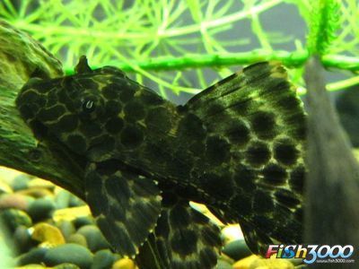 女王大帆魚苗批發：女王大帆魚苗批發可以通過多種途徑進行多種途徑進行