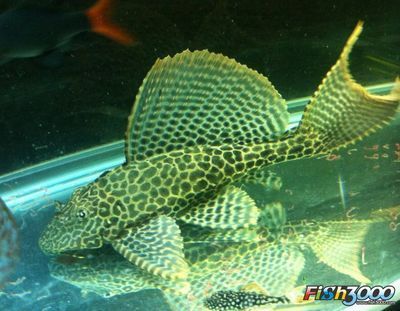 女王大帆魚苗批發：女王大帆魚苗批發可以通過多種途徑進行多種途徑進行