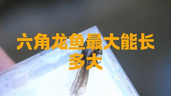 六角龍魚可以長到多大