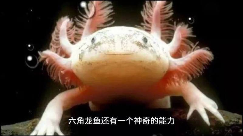 六角龍魚可以長到多大