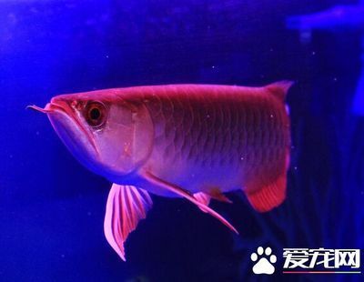 龍魚鰓蓋潰爛：龍魚鰓蓋潰爛可能是由于多種原因引起的，治療方法也會有所不同