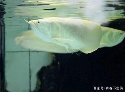 龍魚鰓蓋潰爛：龍魚鰓蓋潰爛可能是由于多種原因引起的，治療方法也會有所不同