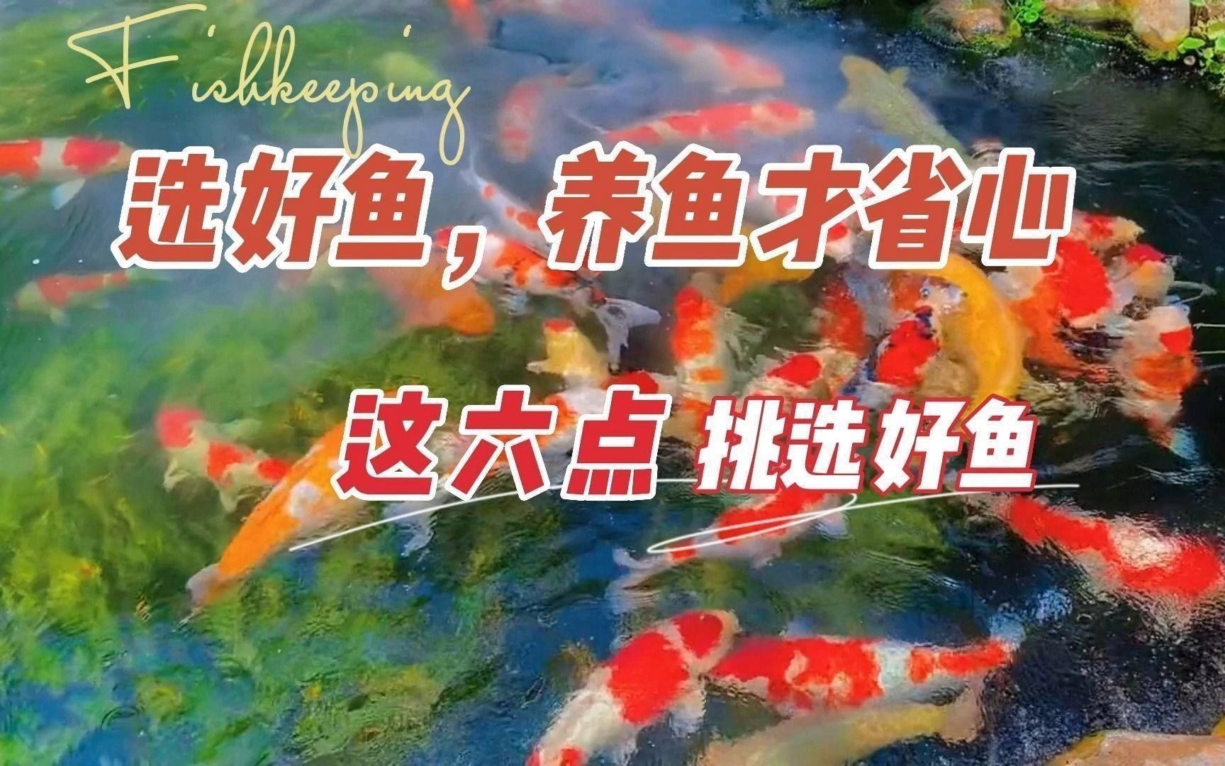 如何挑選健康的觀賞魚