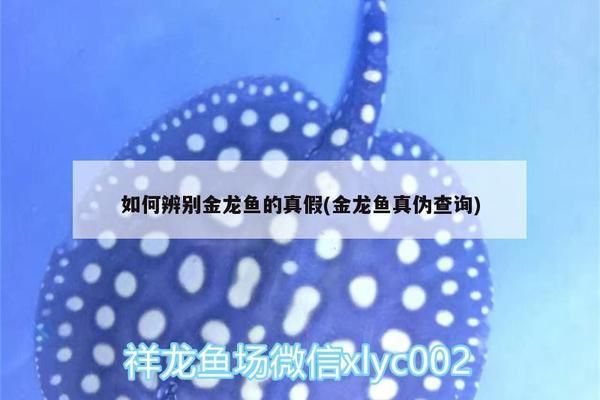 金龍魚怎么查真假：如何辨別金龍魚產品