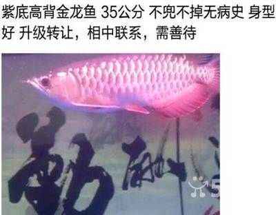 大慶龍魚專賣店：大慶市龍魚專賣店