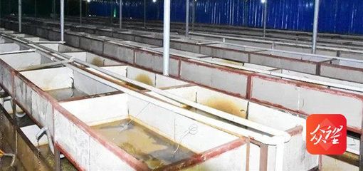 大龍魚如何撈出來養(yǎng)：如何撈取和轉(zhuǎn)移大龍魚