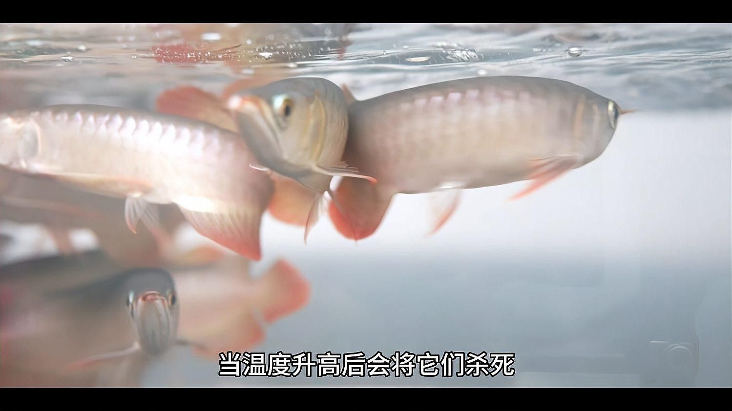 治療龍魚老三樣是什么 治療龍魚老三樣是什么 龍魚百科 第1張