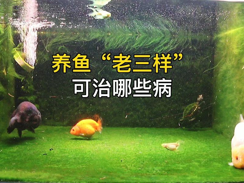 治療龍魚老三樣是什么 治療龍魚老三樣是什么 龍魚百科 第4張