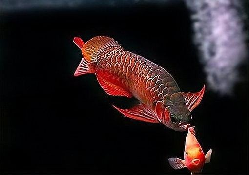 龍魚適合多大的缸