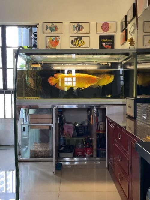 龍魚適合多大的缸