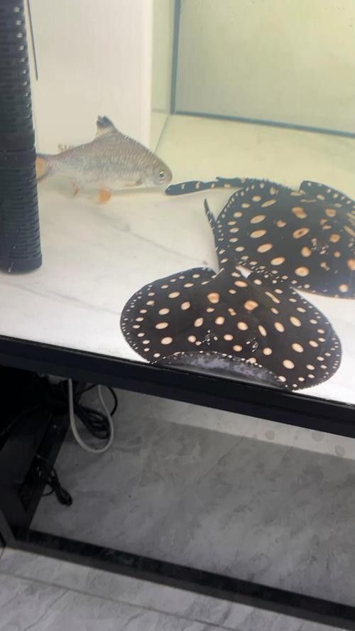 龍魚適合多大的缸