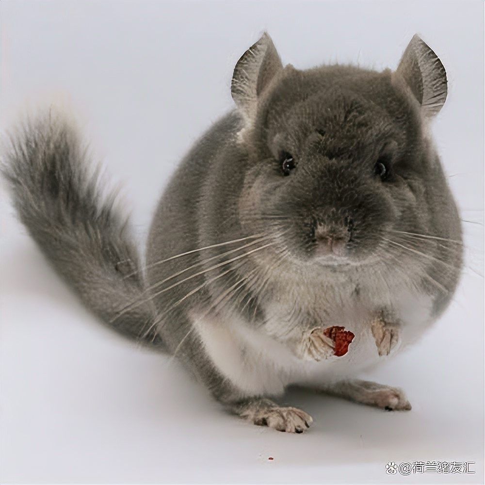 龍貓和貓?jiān)谝黄饡?huì)有什么反應(yīng)？