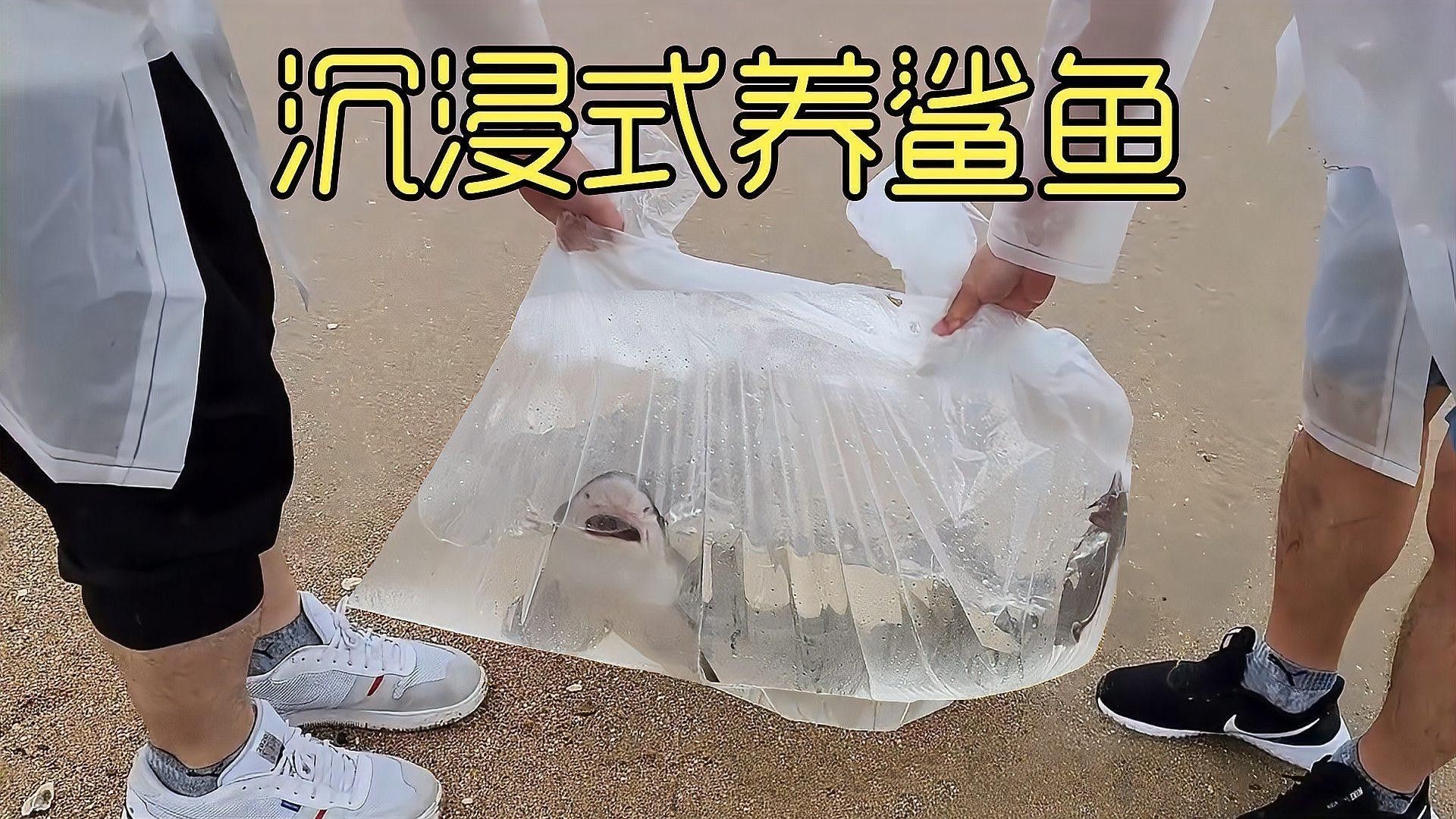淡水鯊魚可以和龍魚混養(yǎng)嗎圖片大全