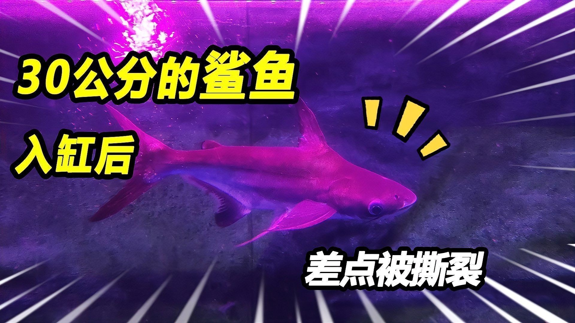 淡水鯊魚可以和龍魚混養(yǎng)嗎圖片大全