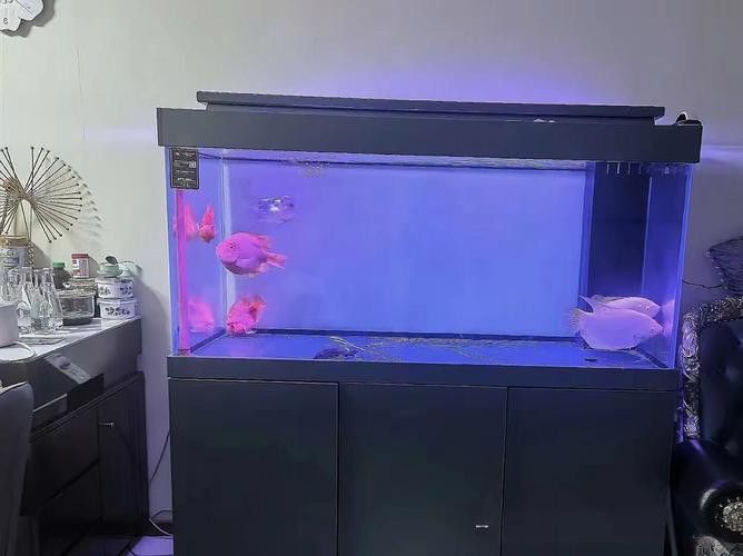 淡水鯊魚可以和龍魚混養(yǎng)嗎圖片大全