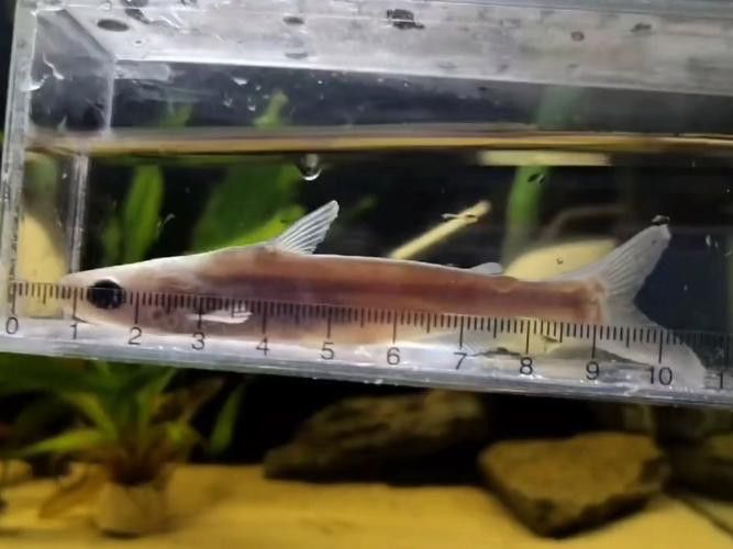 淡水鯊魚可以和龍魚混養(yǎng)嗎圖片大全