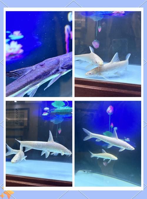 淡水鯊魚可以和龍魚混養(yǎng)嗎圖片大全