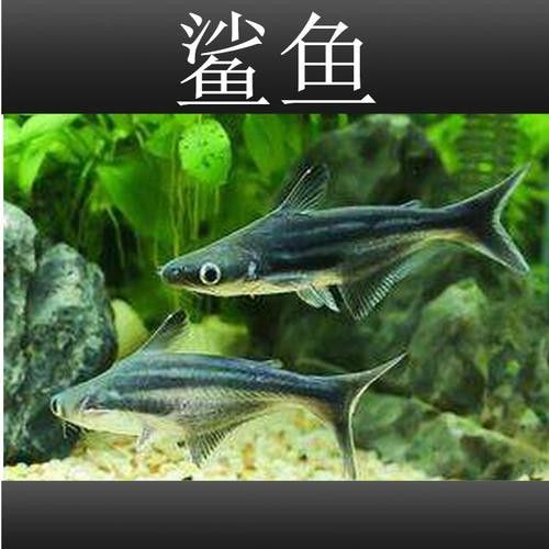 淡水鯊魚可以和龍魚混養(yǎng)嗎圖片大全