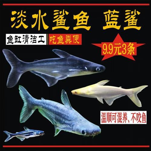 淡水鯊魚可以和龍魚混養(yǎng)嗎圖片大全