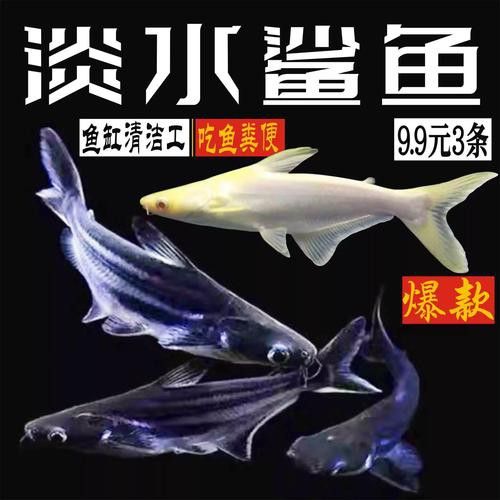 淡水鯊魚可以和龍魚混養(yǎng)嗎圖片大全