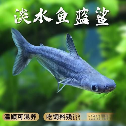 淡水鯊魚可以和龍魚混養(yǎng)嗎圖片大全