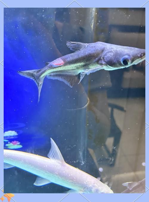 淡水鯊魚可以和龍魚混養(yǎng)嗎圖片大全