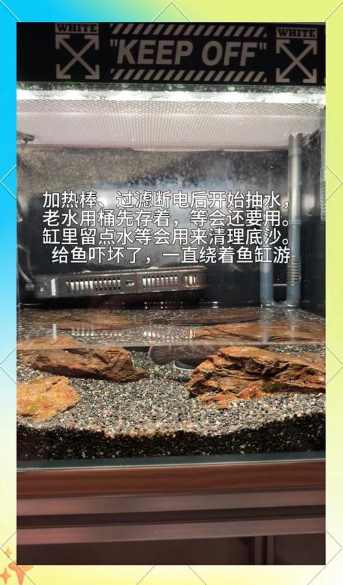 淡水鯊魚可以和龍魚混養(yǎng)嗎圖片大全