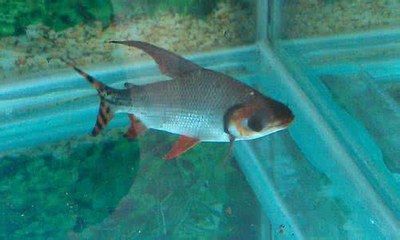 龍魚可以用特滅菌嗎，龍魚可以使用特滅菌嗎