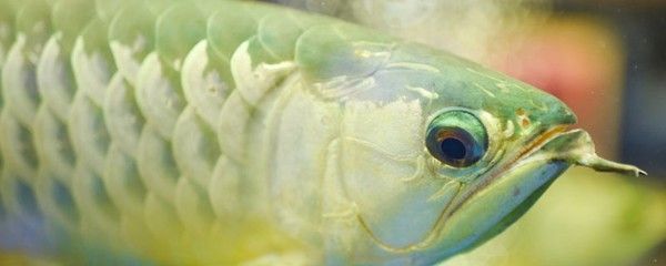 龍魚可以用特滅菌嗎，龍魚可以使用特滅菌嗎