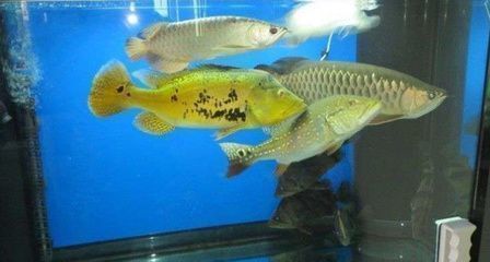 龍魚感染寄生蟲怎么辦：龍魚感染寄生蟲感染寄生蟲感染寄生蟲