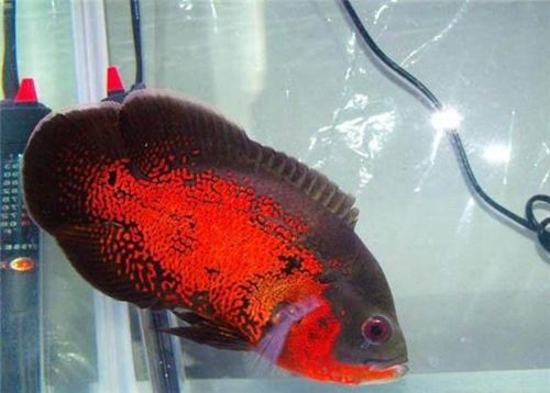 龍魚和地圖魚混養(yǎng)需要注意什么（龍魚和地圖魚混養(yǎng)時要注意以下幾個方面以確保兩種魚類都能健康生活）