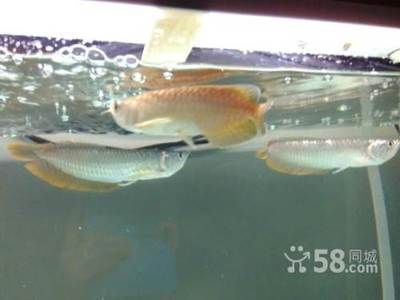 銀龍魚苗適應新水溫方法：銀龍魚苗最佳生長水溫，如何監測魚缸水溫變化