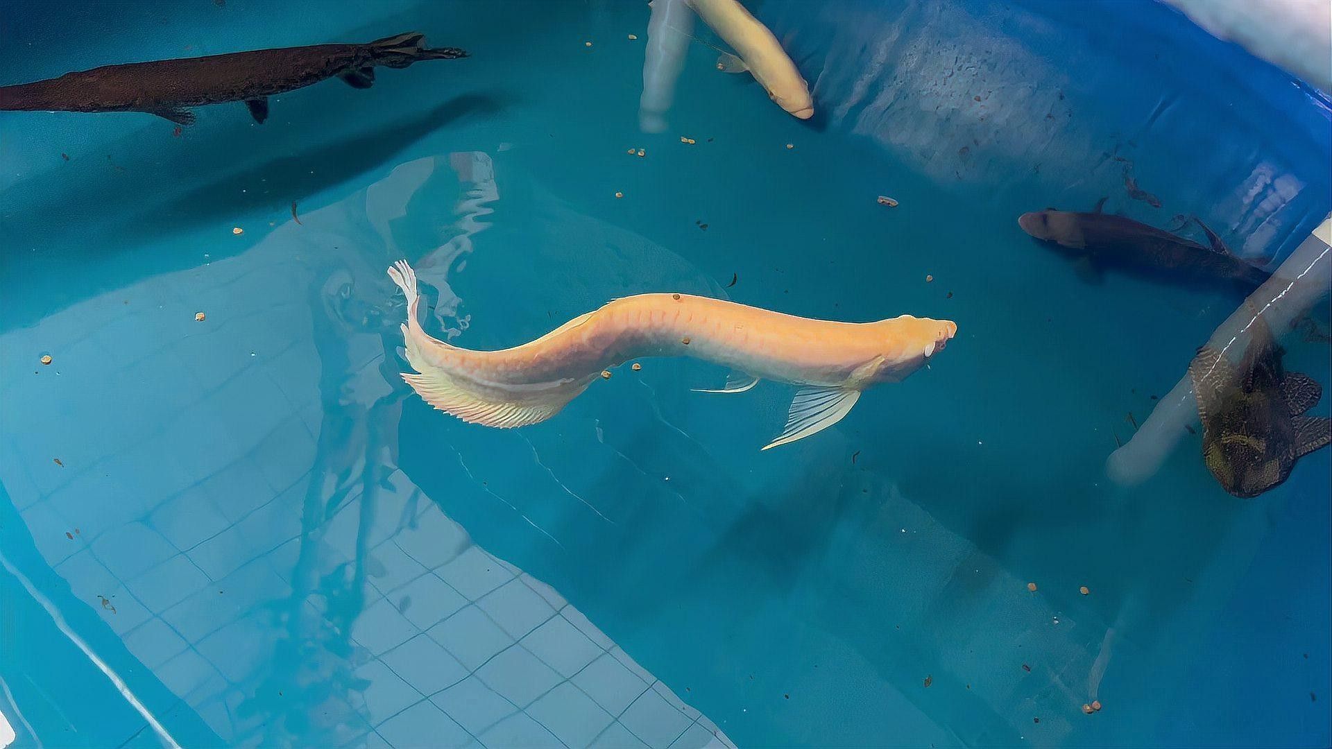 銀龍魚什么顏色