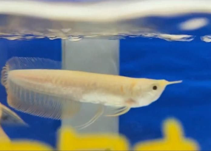 銀龍魚什么顏色