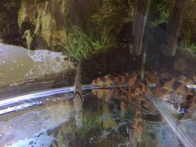 三間鼠混養龍魚：三間鼠魚和龍魚可以混養嗎？